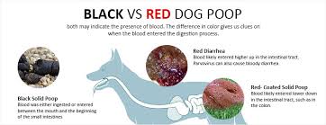 dog poop color chart what it shows about your dogs health