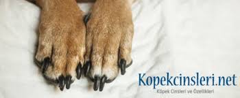 Kopeklerin Tirnaklari Nasil Kesilir