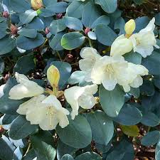 Beautiful Blue Leaved Rhododendron In Bloom At Lostgardensofsevenoaks Lost Garden Bloom Beautiful