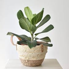 Figowiec Bengalski Rozmiar L Ficus Benghalensis Audrey Flower Express Ficus Flowers Plants