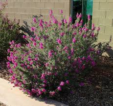 Summer through fall clusters of small purple blooms are followed by small black berries. Great Design Plant Texas Ranger Explodes With Color