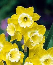 Intrigue Daffodil Jonquil Daffodils Narcissus Macro Photography Flowers