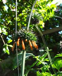 Image result for Leonotis decadonta