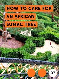 Maybe you would like to learn more about one of these? Learn How To Care For An African Sumac Tree How To Guides Tips And Tricks Jardinage