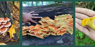 Beneath the Canopy: Mushrooms, Trees & Forest Connections