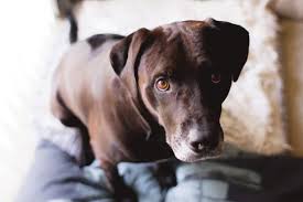 It should not be slimy or wet. Why Is My Dog S Poop White Great Pet Care