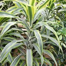 The tassel's job is to produce pollen that encourages the growth and ripening of the corn ear. Growing Dracaena Fragrans How To Grow Corn Plants