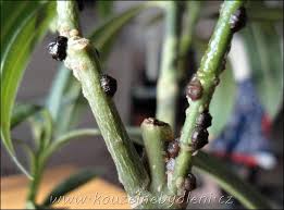 Image result for puklice