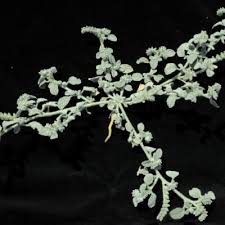 Image result for Heliotropium supinum