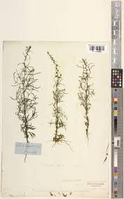 Image result for Micrargeria