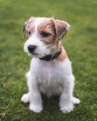 Parsons jack russel terrier dogs puppy hound pups dog. Parson Russell Terrier Luke On Instagram Was Mag Ihm Wohl Hier Durch Den Kopf Gegangen Jack Russell Terrier Puppies Parson Russell Terrier Terrier Mix Dogs