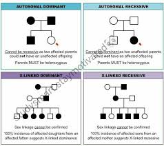 Nursing School Medical School Genetics In 2020 Biology Lessons Science Biology Pedigree Chart