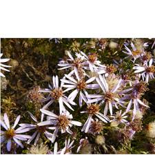 Image result for Felicia filifolia