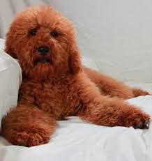 We are providing a special offer of 50% discount on buying any puppy from us within this period. Red Poodle Puppies Moyen Poodles At Scarlet S Fancy Poodles