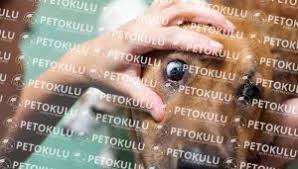Kopek Bakiminda Goz Ve Kulak Temizligi Pet Okulu