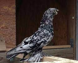 uzbek pigeon guzel kuslar evcil hayvanlar hayvanlar