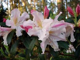 Rhododendron Fragrantissimum Rhododendron Flowers Planting Plan