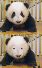 Meme How I Feel Without Eyeliner I M Sure A Lot Of You Can Relate Animal Memes Funny Pictures Animals Un articulo nuevo, sin usar y sin estrenar, en el paquete original (por ejemplo, la caja o bolsa originales) y/o con las etiquetas originales. animal memes funny pictures