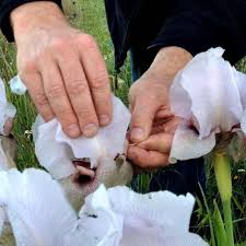 These plants produce pollen themselves but require pollen from a different variety to produce fruit. Cross Pollination What Is It Plants That Need It And When To Avoid It