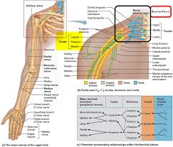 Maybe you would like to learn more about one of these? Erb S Palsy Causes Symptoms Diagnosis Prognosis Erb S Palsy Treatment