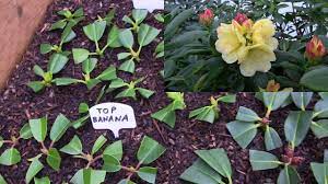 The incident illustrates how responsive rhododendrons can be to even severe pruning. Rhododendron Propagation 2016 Is Complete At Kincaid S Nursery Youtube
