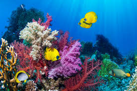 Maybe you would like to learn more about one of these? Scientists Say Coral Reefs Are Moving Away From Tropical Waters Due To Climate Change Martha Stewart