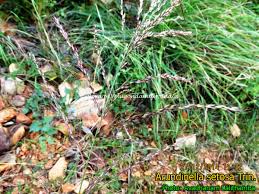 Image result for Arundinella