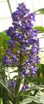 Image result for Commelina purpurea