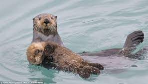 Pin On Animal Cuteness