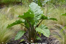 The shape and texture of its foliage make it easy to combine with other plants. 10 Top Tropicals For Gardens And Containers