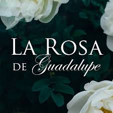 Si tuviera que decidirme por una, creo que elegiría la curiosidad. La Rosa De Guadalupe Youtube