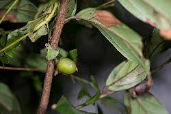 Image result for Diospyros squarrosa