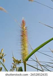 Image result for Cenchrus purpureus