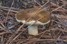 Image result for Xanthoconium sp.