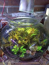 Aquascape Dengan Aquarium Bulat Led Aquila Aquascape Facebook