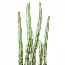 Image result for Kleinia