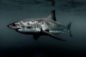 Log In Black Sea Shark Great White Shark