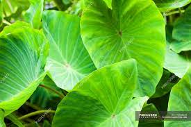 We did not find results for: Big Round Green Leaves Growing Over Ground During Daytime Fragrance Plant Stock Photo 176558070