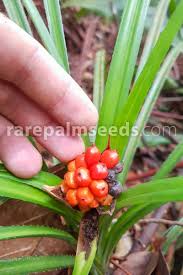 Image result for Pandanus sp. A
