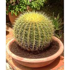 Examine your golden barrel cactus once per year to see if it needs to be transplanted to a new, larger pot. Golden Barrel Cactus Seeds Shopee Philippines
