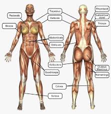 Finally A Muscle Chart For The Woman S Body With Major Muscle Groups Clearly Defined Muscle Women Fitness Body Muscle Anatomy