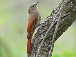 Image result for Pycreus gracillimus