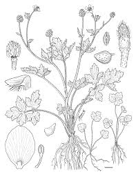 Image result for Ranunculus multifidus