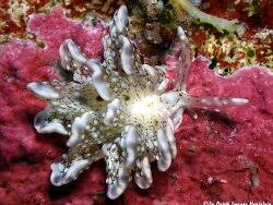 Image result for Isoglossa membranacea