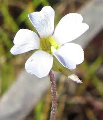 Image result for Tridactyle tridactylites