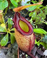 Image result for Eulophia angolensis