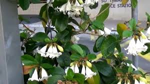 Image result for Beaumontia