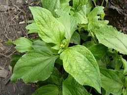 Image result for Synedrella nodiflora