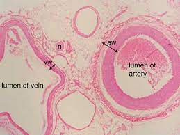 Artery And Vein Arteries And Veins Pathology Study Histology Slides