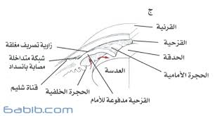 الجلوكوما الغلوكوما المياه الزرقاء الزرق الماء الاسود في العين Glaucoma طبيب دوت كوم